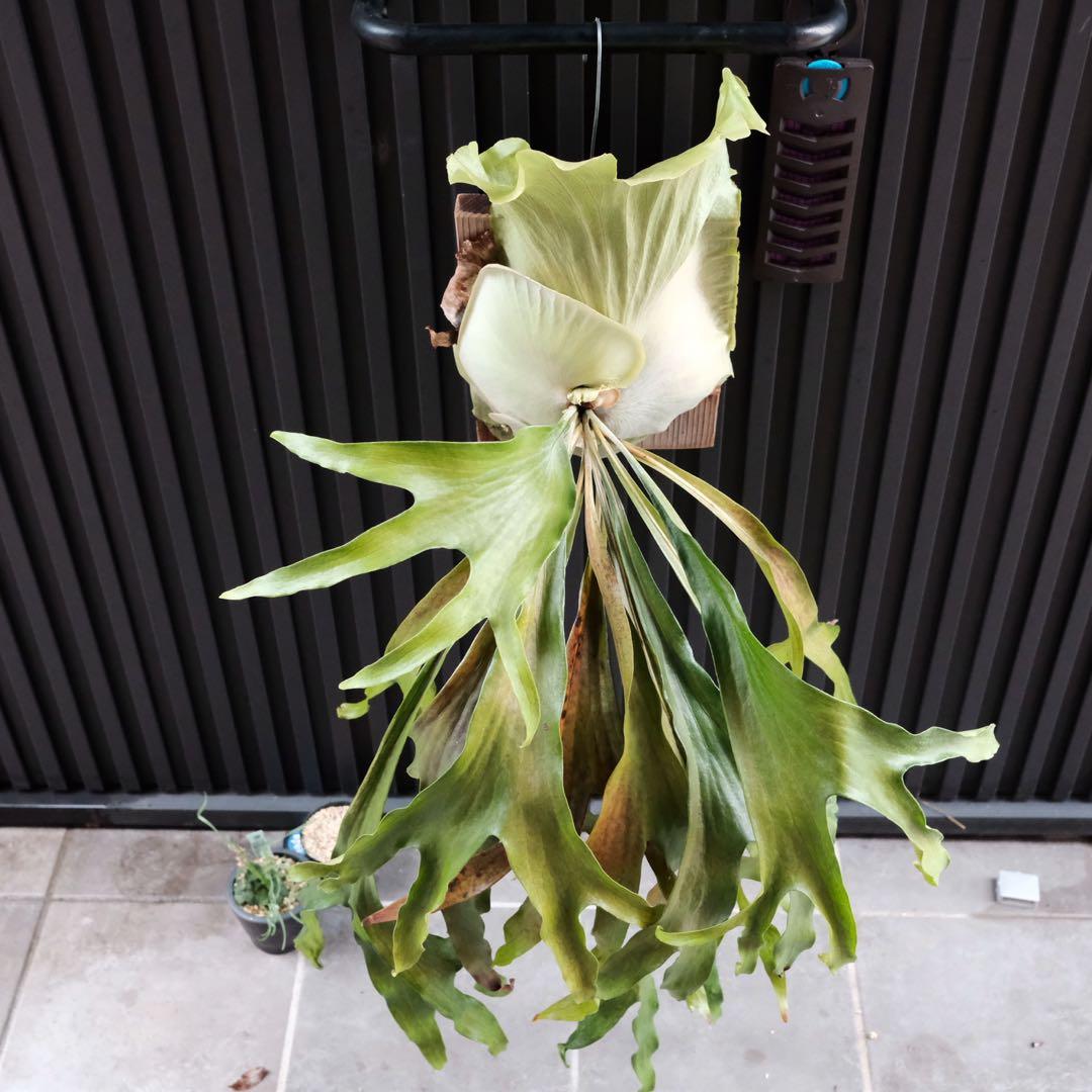 現品親株　ビカクシダマウントルイス　P.MtLewis Regularform