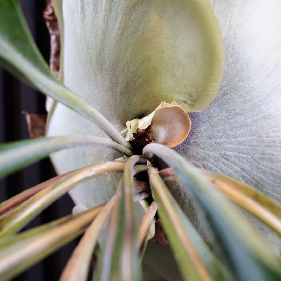 現品親株　ビカクシダマウントルイス　P.MtLewis Regularform