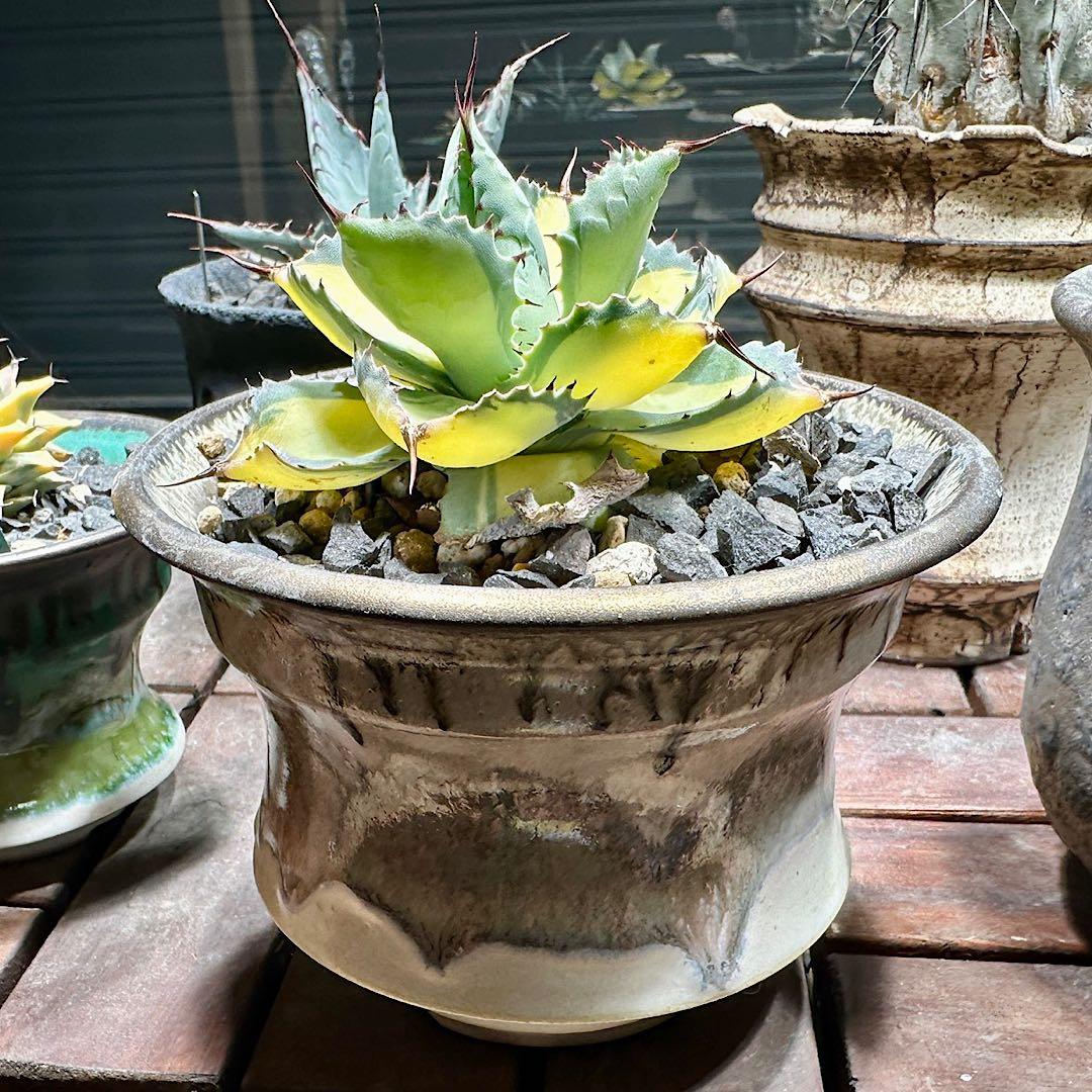 週末値下げ！ アガベ　ラムランナー　美株　希少　aftersoel 鉢付き特価