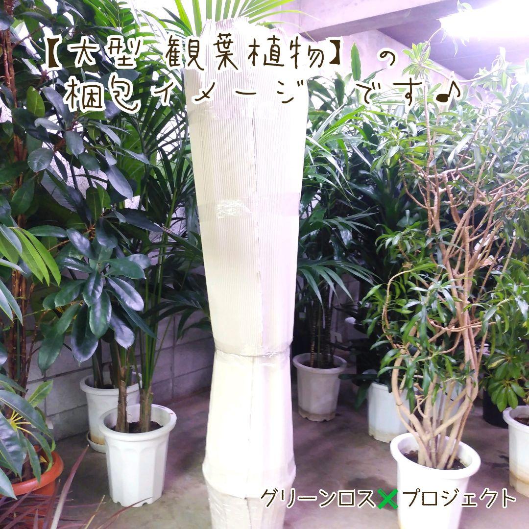 【マーロウ⚠群馬県】シナモンの香りが魅力♪シナモンセイロンニッケイ10号鉢