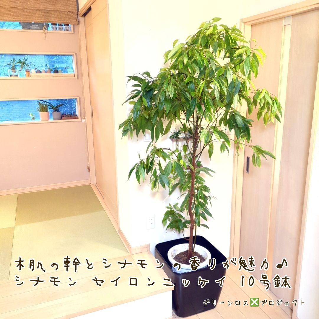 【マーロウ⚠群馬県】シナモンの香りが魅力♪シナモンセイロンニッケイ10号鉢