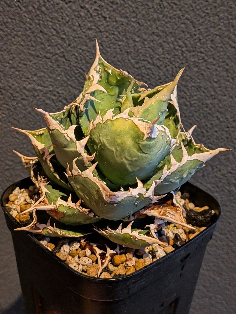 アガベ オテロイ チタノタ ブツブツ スタッズ