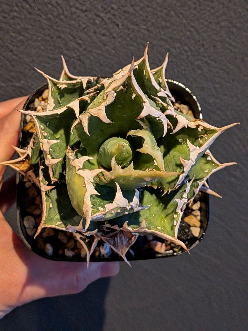 アガベ オテロイ チタノタ ブツブツ スタッズ