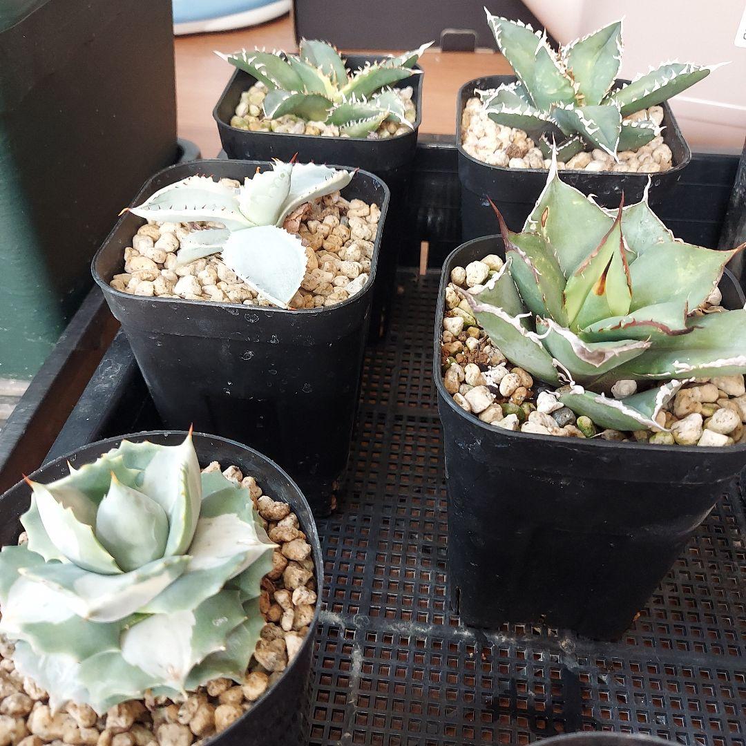 アガベ　まとめ　鉢のまま発送　メルカリ便