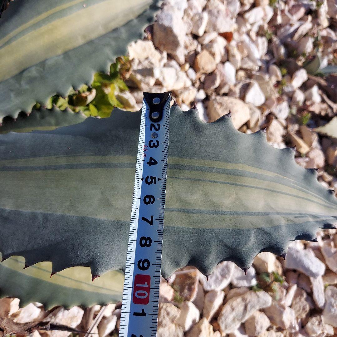 アガベ　アメリカーナ　エクスパンサパリーダ　耐寒性　初心者　大株　ドライガーデン