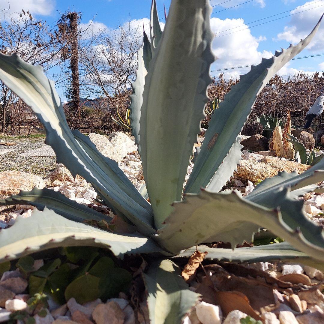 アガベ　アメリカーナ　エクスパンサパリーダ　耐寒性　初心者　大株　ドライガーデン