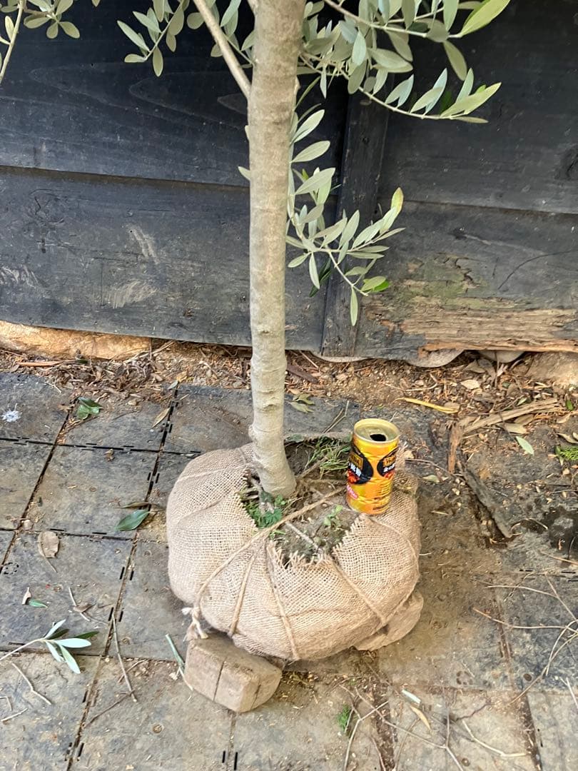 やよさん。専用　オリーブの木　レッチーノ