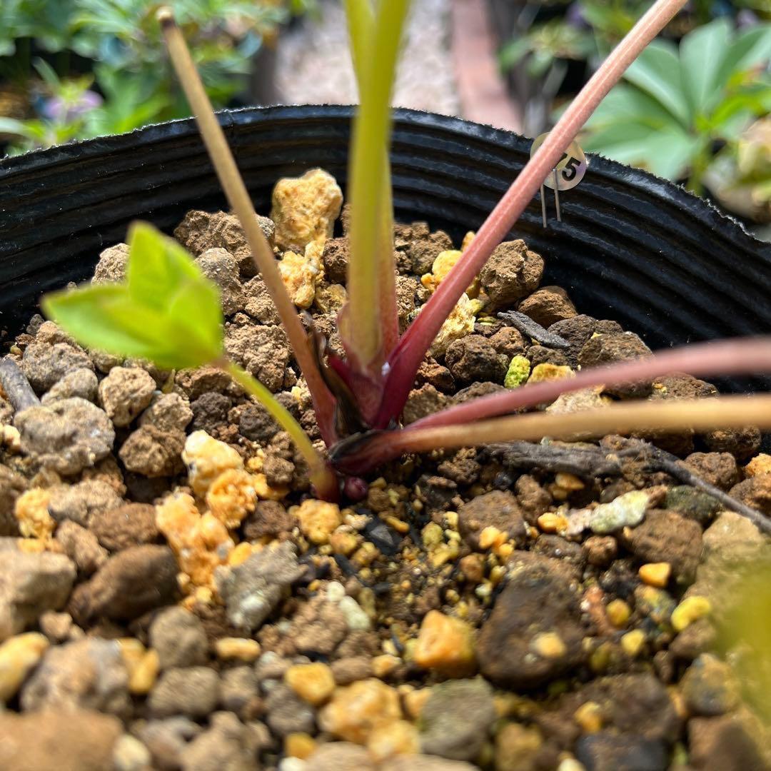 t*o様 ❤️根パンパン❤️沢山プックリ新芽❤️275⭐️極上品⭐️【ソレイユ】