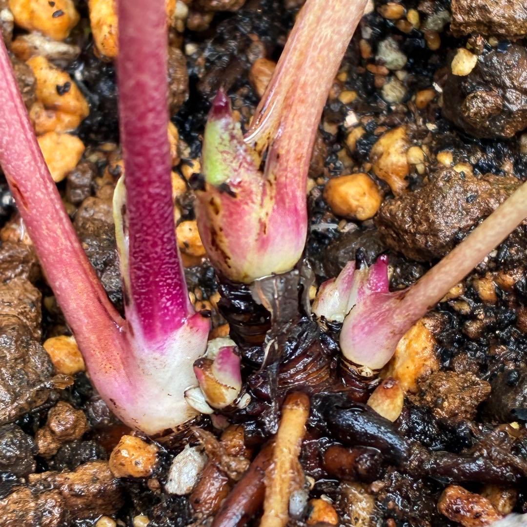 t*o様 ❤️根パンパン❤️沢山プックリ新芽❤️275⭐️極上品⭐️【ソレイユ】