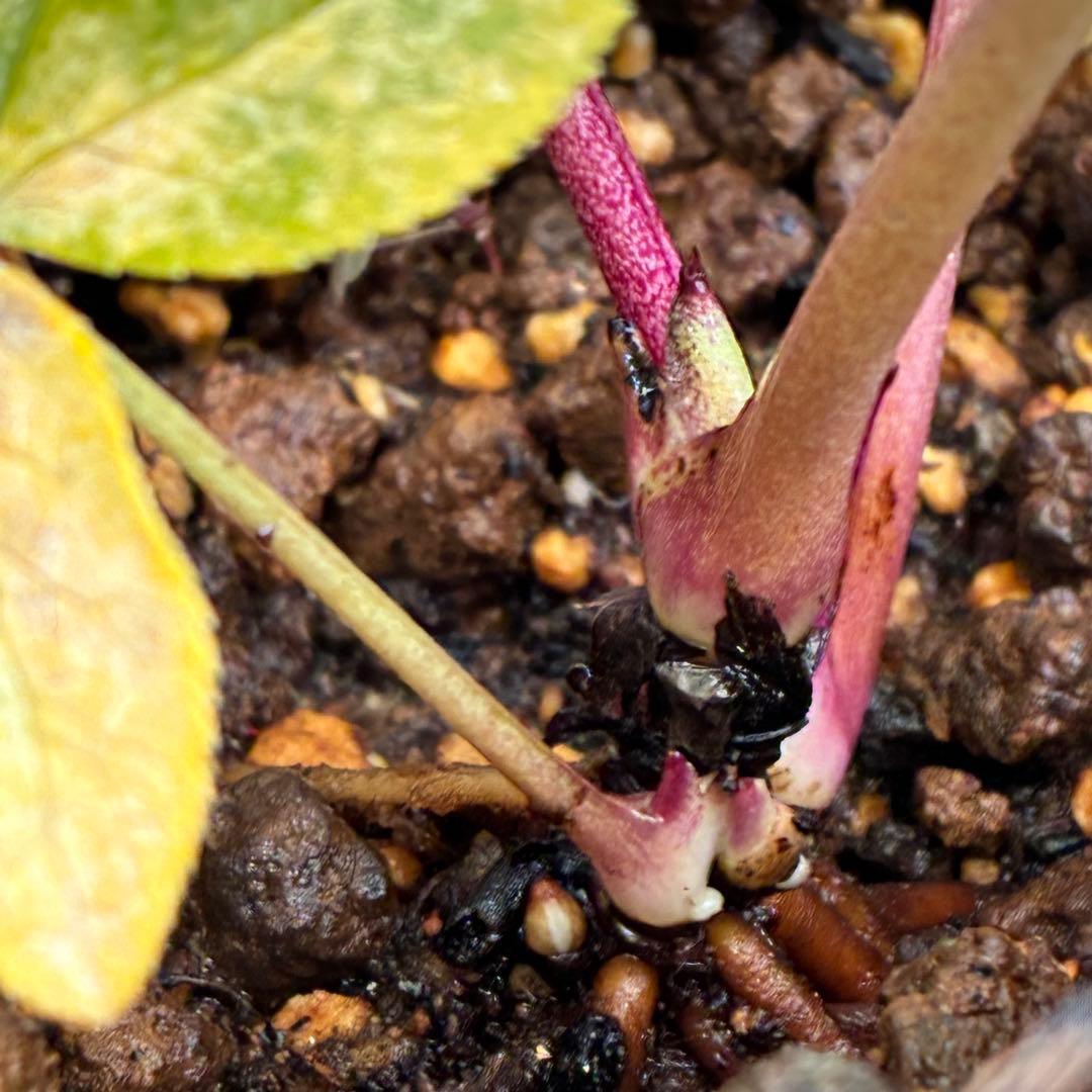 t*o様 ❤️根パンパン❤️沢山プックリ新芽❤️275⭐️極上品⭐️【ソレイユ】