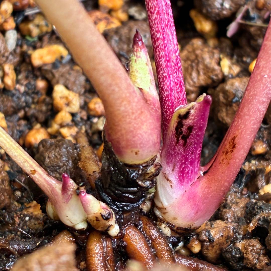 t*o様 ❤️根パンパン❤️沢山プックリ新芽❤️275⭐️極上品⭐️【ソレイユ】