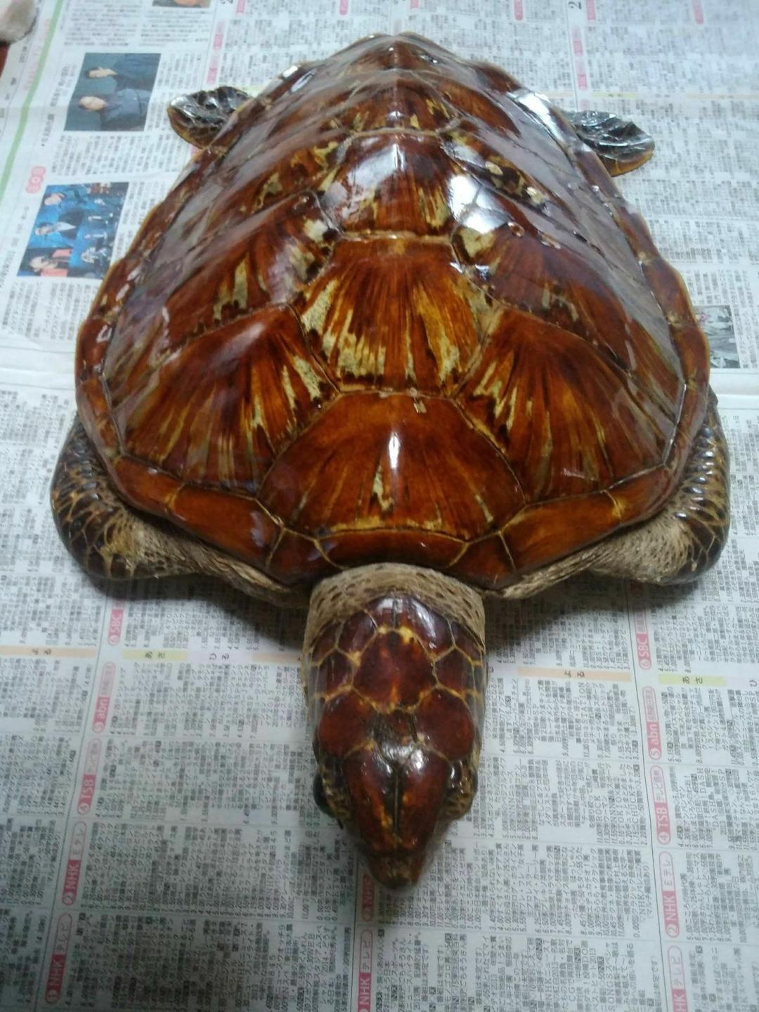 ウミガメ剥製