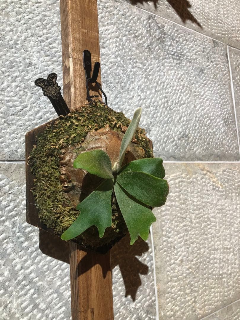 ビカクシダ P.Moomin ムーミン 子株 OC