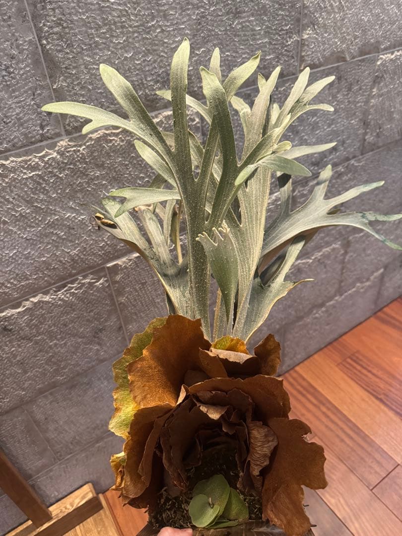 ビカクシダ P.Moomin ムーミン 子株 OC