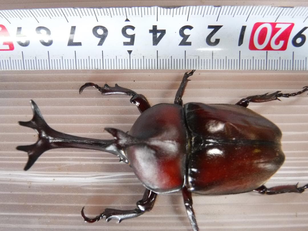カブト虫マット2：発酵熟成竹・成虫・幼虫飼育・産卵育成用：５００ℓ