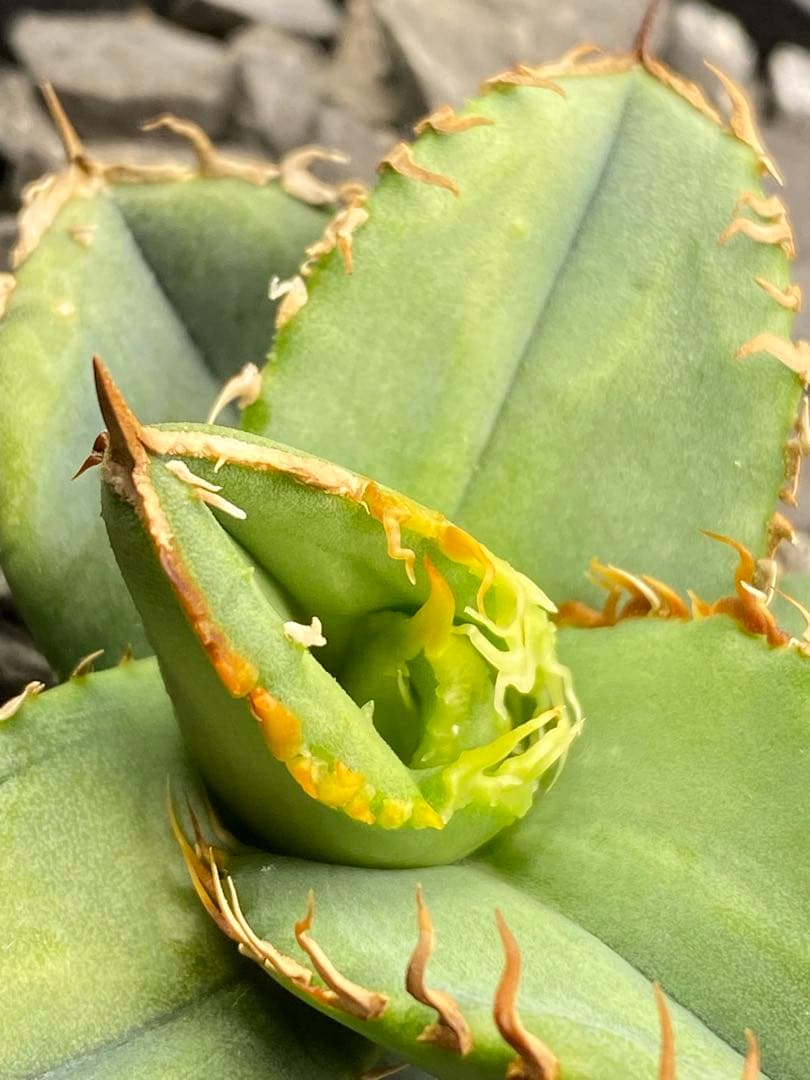 Lize 冰雹　親株画像有り　発根活着済み　連刺出るタイプ　ブツブツ