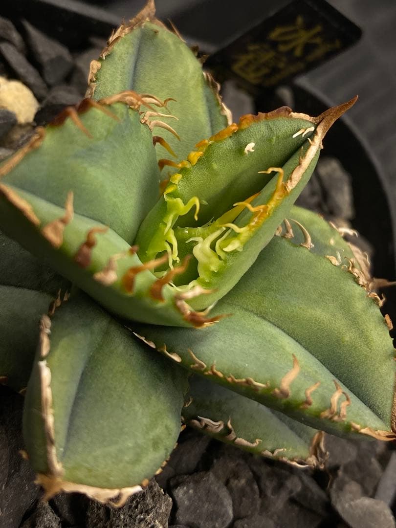 Lize 冰雹　親株画像有り　発根活着済み　連刺出るタイプ　ブツブツ