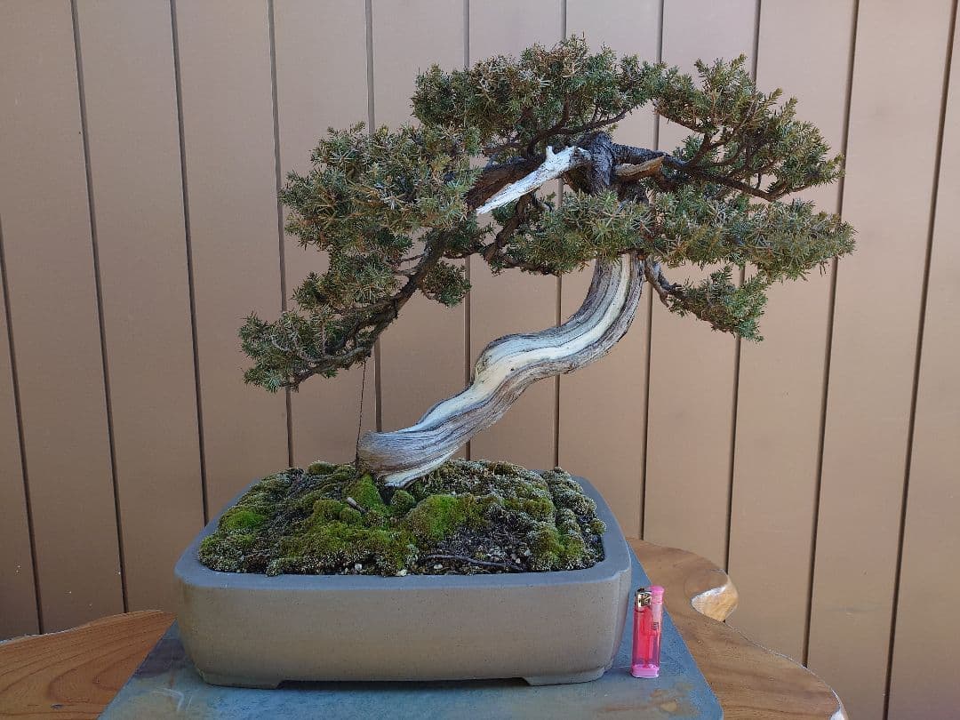 盆栽　伊勢杜松　山木　樹高45cm