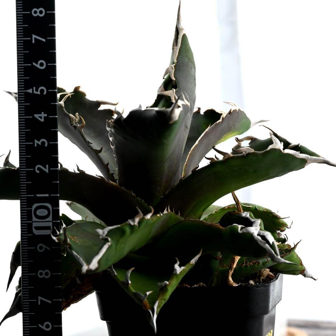 アガベ チタノタ 狂棘夕映 多肉植物 大株 管理番号 934