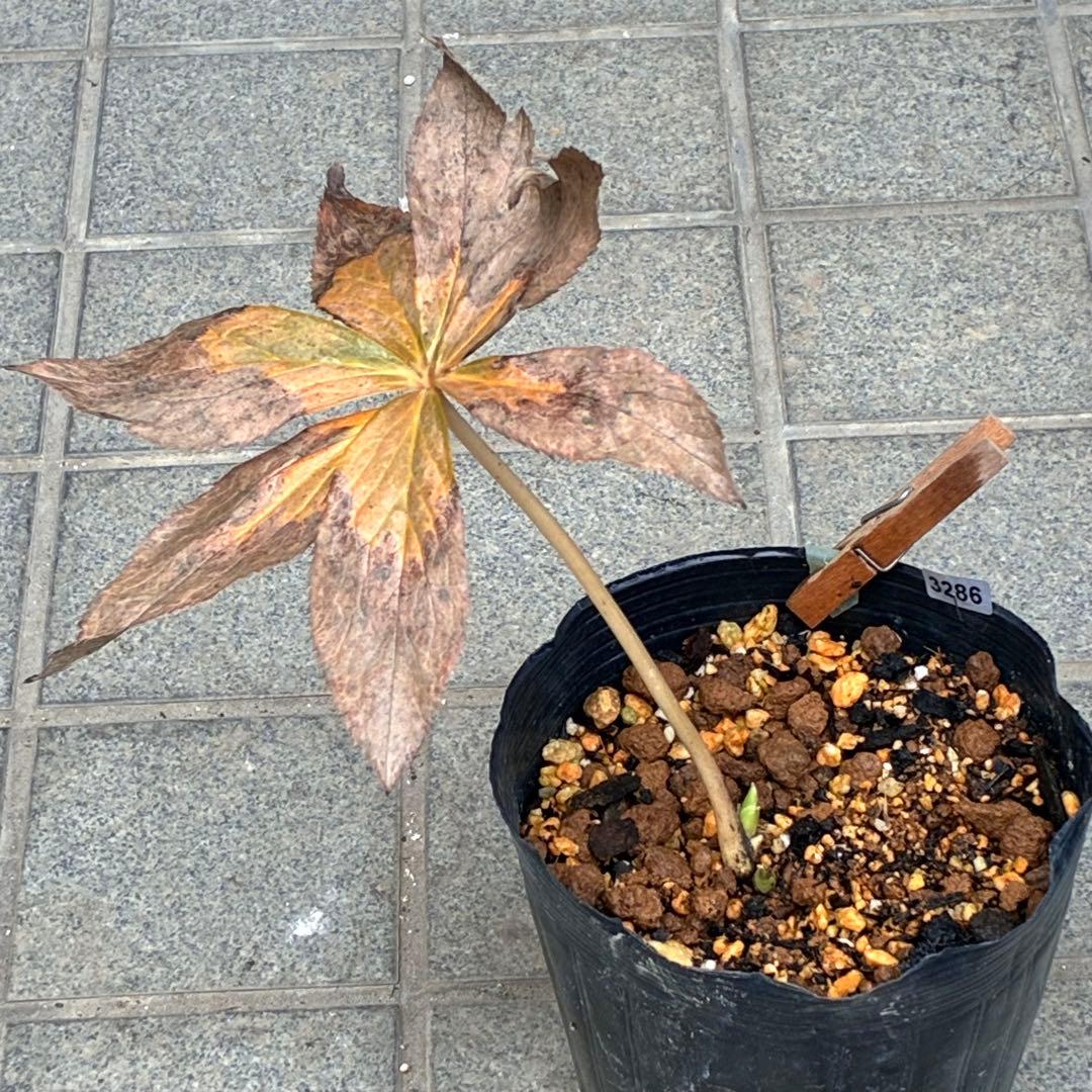 ˙*⋆様 ☘️極上☘️❤️根充実❤️しっかり新芽❤️3286⭐️フジタ⭐️超小輪