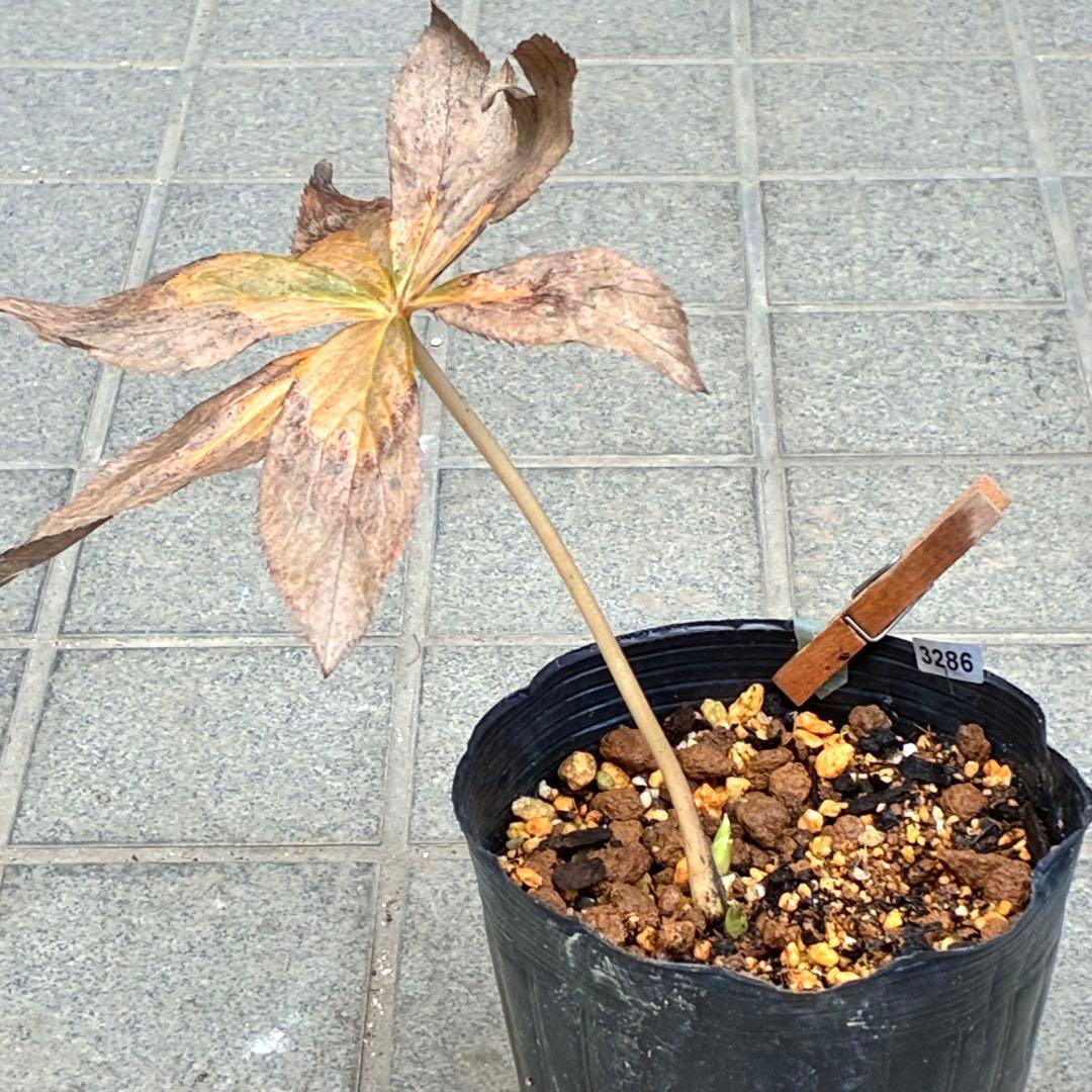 ˙*⋆様 ☘️極上☘️❤️根充実❤️しっかり新芽❤️3286⭐️フジタ⭐️超小輪