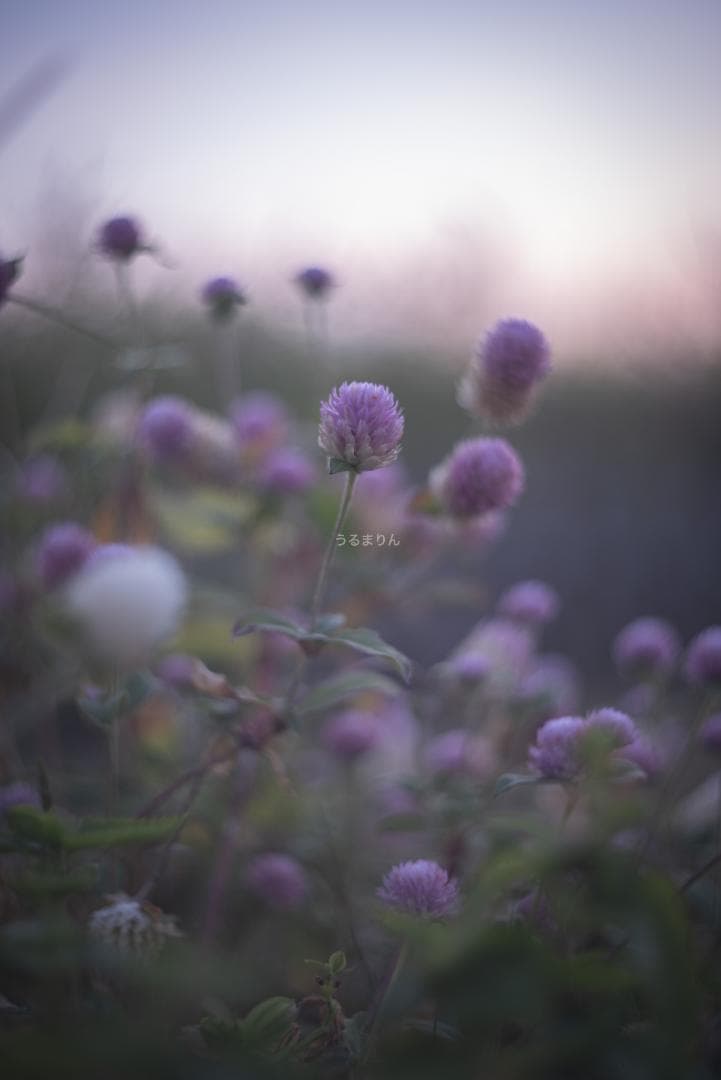 良品！虹の出る癖玉！Leica Summar 50mm f2 オールドレンズ