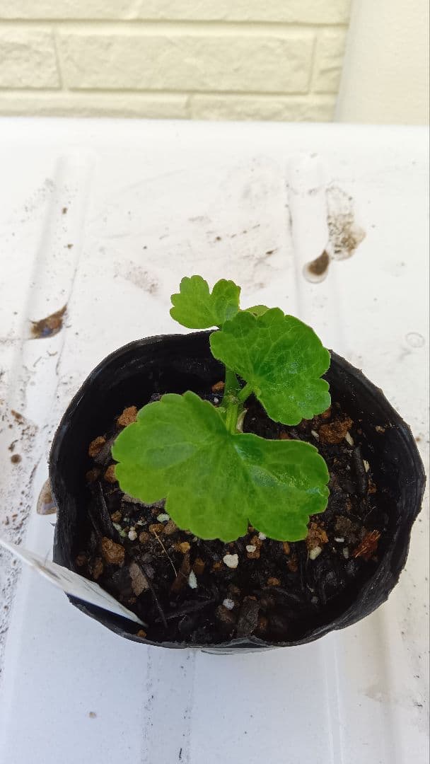 専用　ラナンキュラスラックス　芽出し苗セット