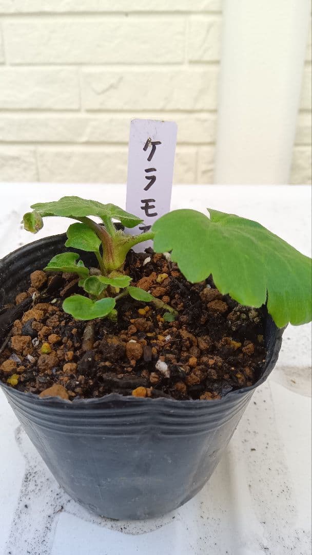 専用　ラナンキュラスラックス　芽出し苗セット