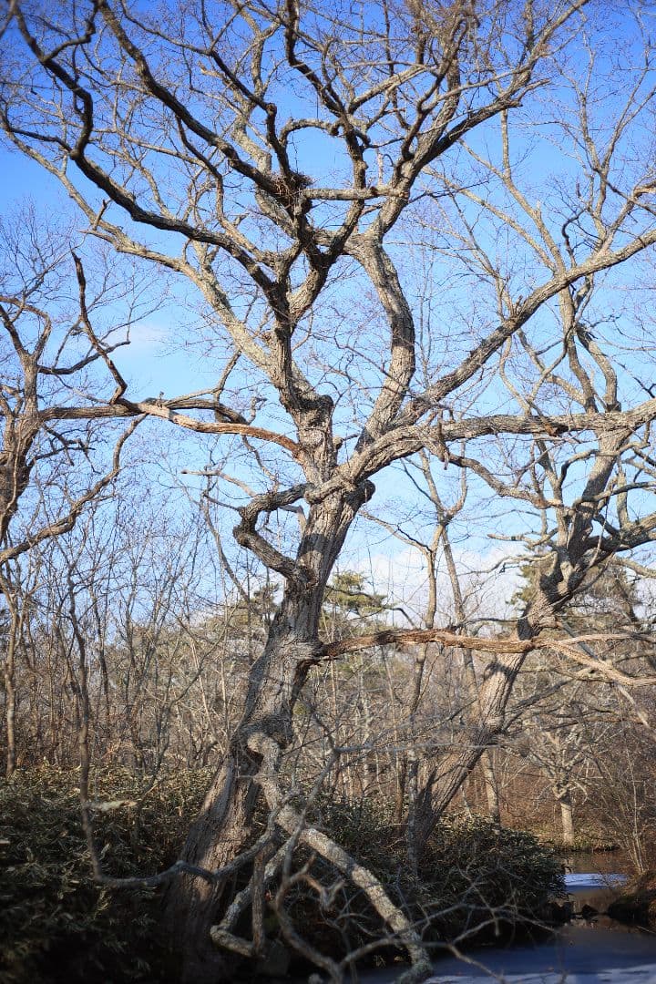 Super-Takumar 55mm F1.8 後期型 S/N：2558530