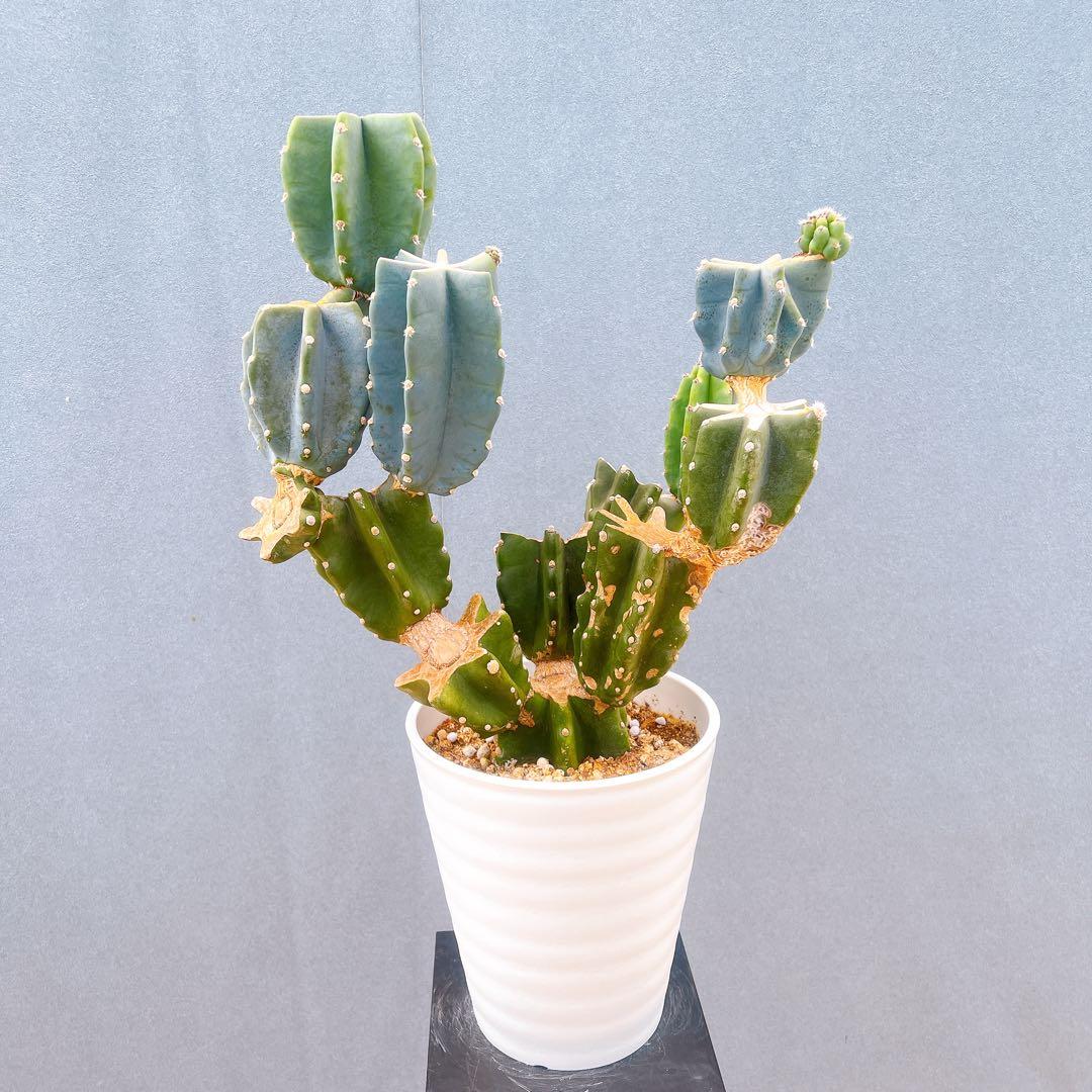 現品　サボテン　柱サボテン　ブランチ　鬼面角　4　特大　ドライガーデン　観葉植物