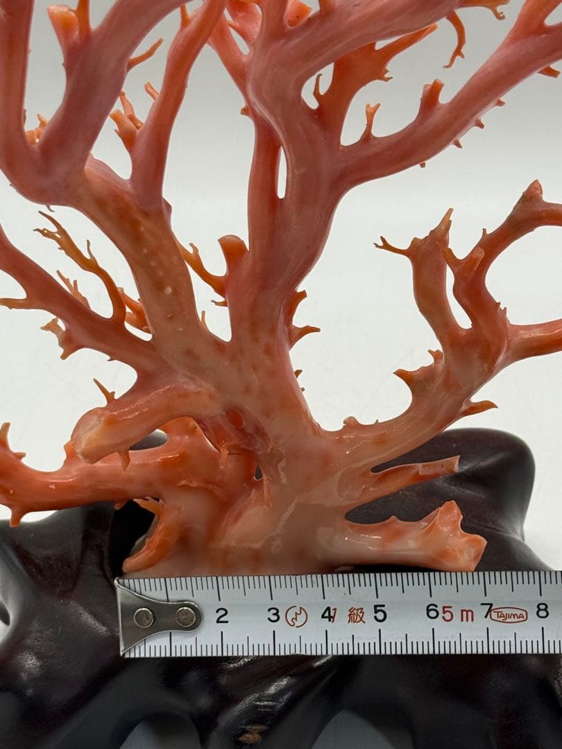 發財樹　縁起物　本珊瑚　重さ約340g 送料込み250814
