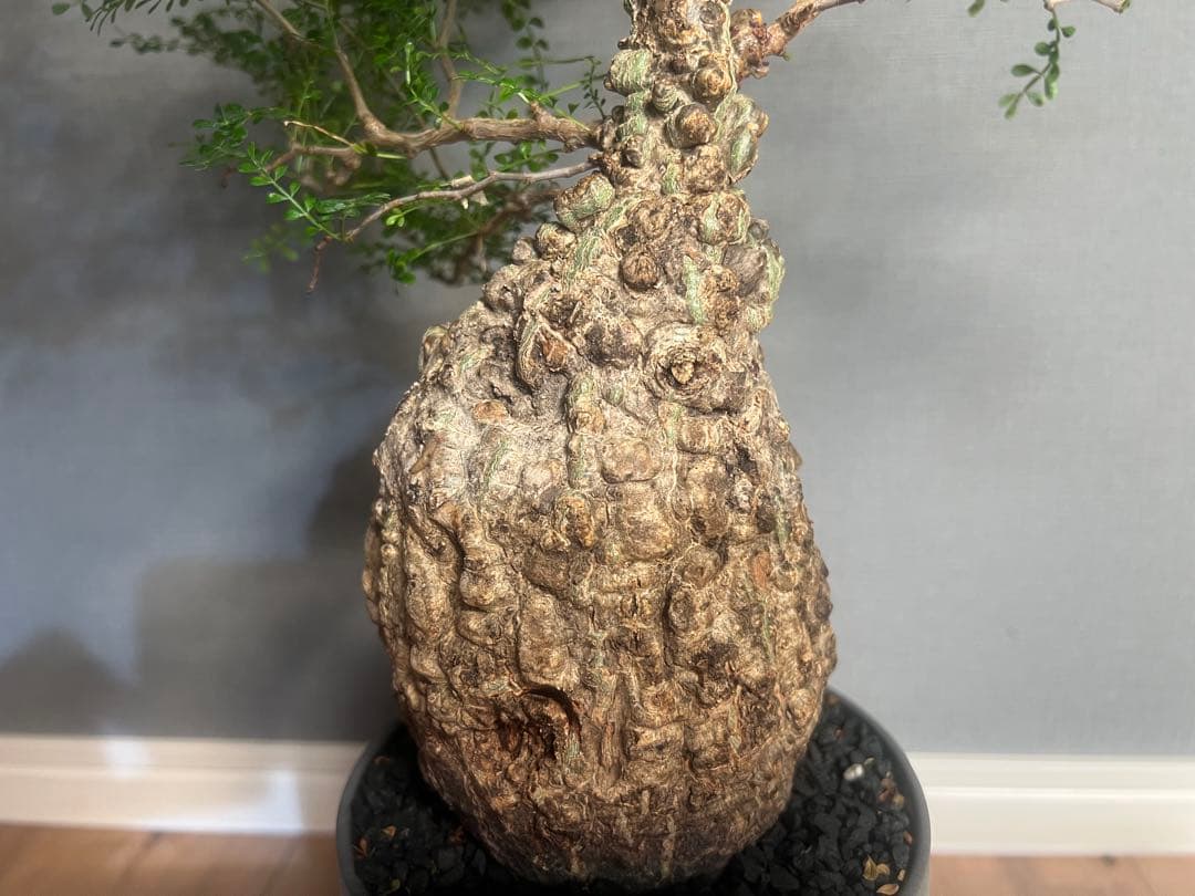 K*1様 オペルクリカリア　パキプス