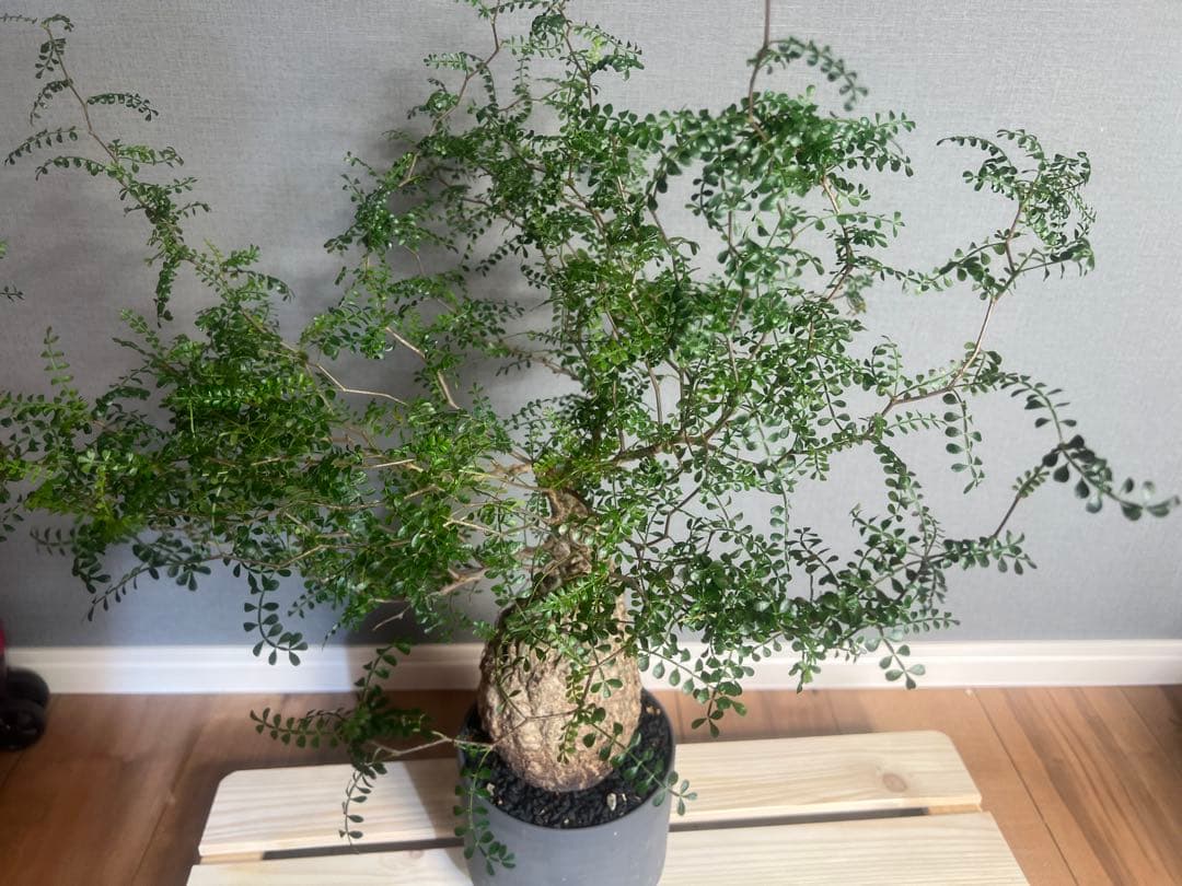 K*1様 オペルクリカリア　パキプス