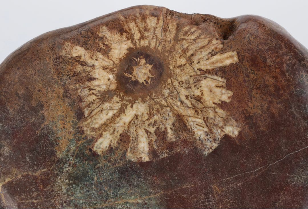 菊花石 菊紋石 一輪1.25kg 鑑賞石 原石 自然石 美石 水石 盆石 飾石