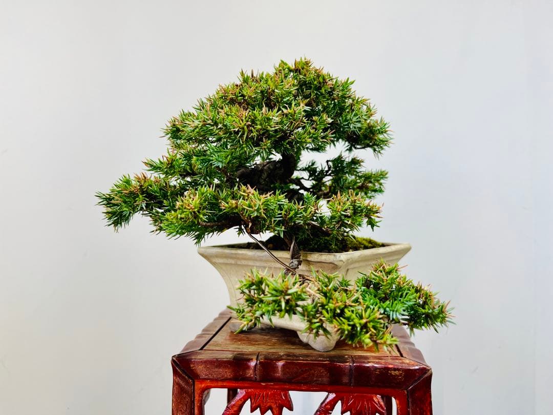 小品盆栽　ソナレ　そなれ