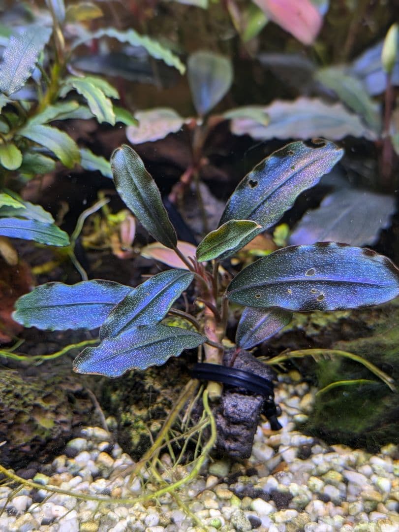 ブセファランドラsp.ギャラクシーメタリックミッドナイトブルー　完全水中葉