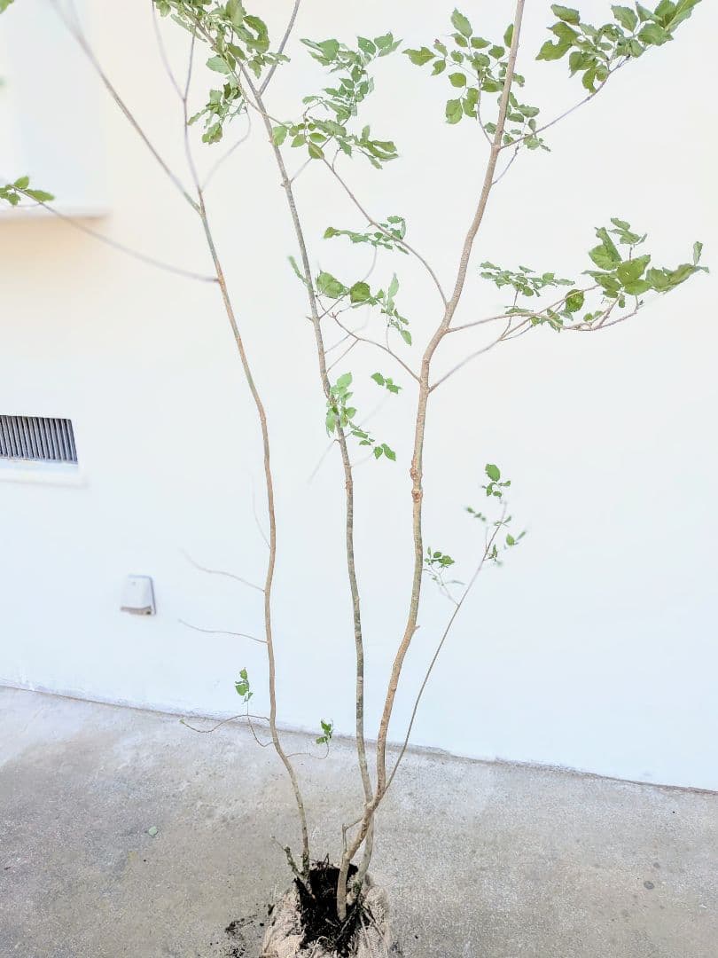 山採りアオダモ。