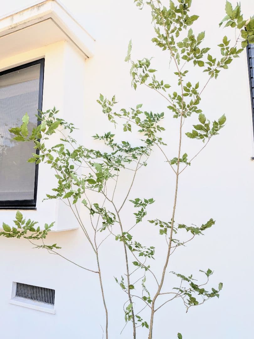 山採りアオダモ。