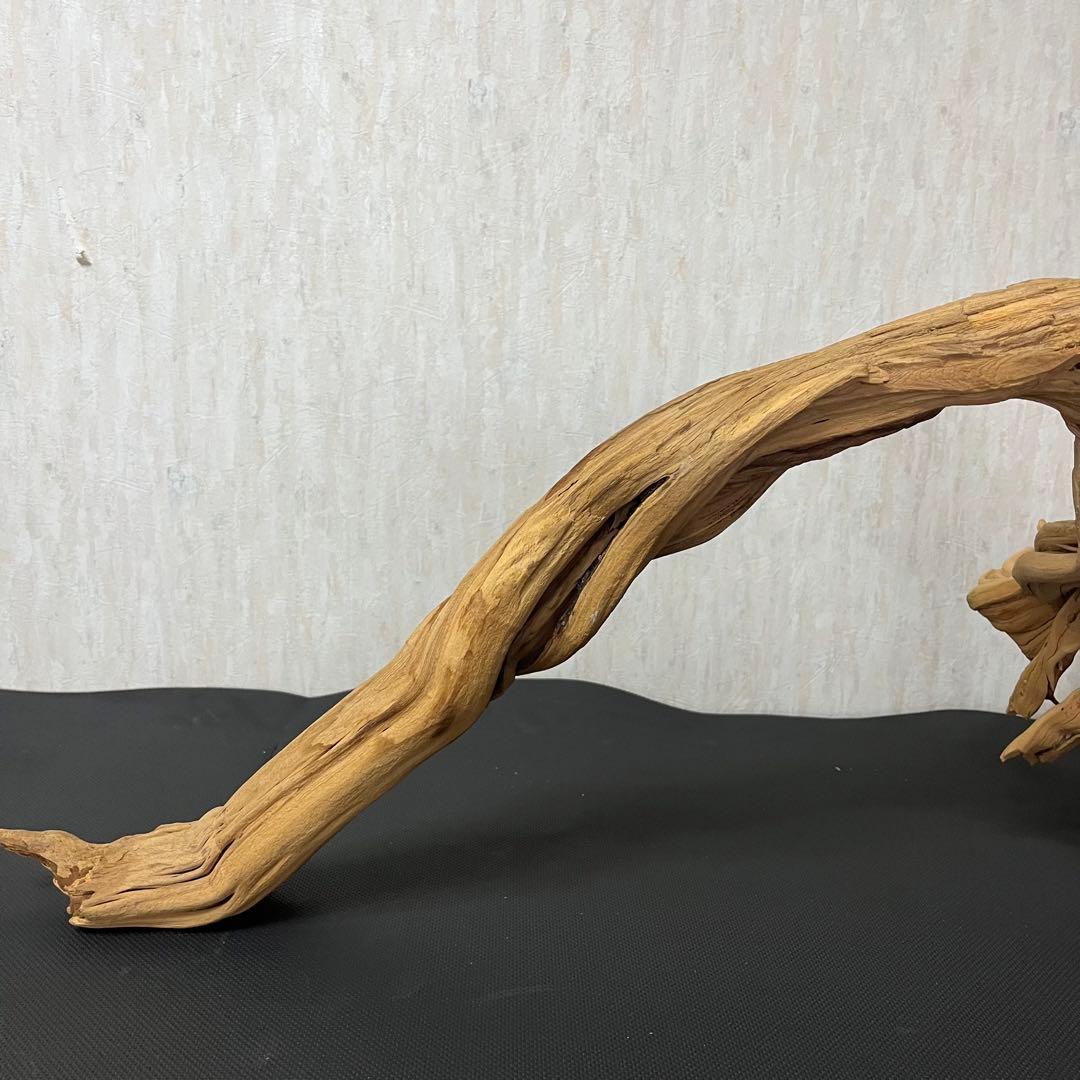 ADA ブランチウッド 流木 アクアリウム パルダリウム ビッグサイズ