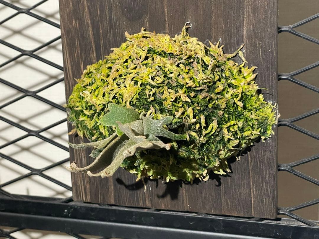 ビカクシダ　jenny spore 値下げしました