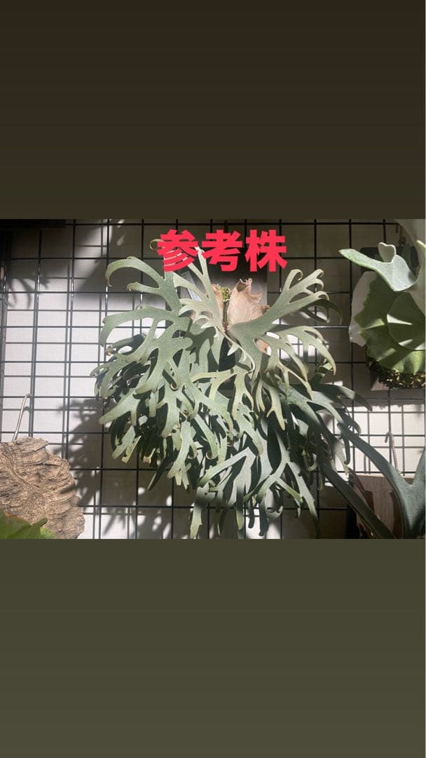 ビカクシダ　jenny spore 値下げしました