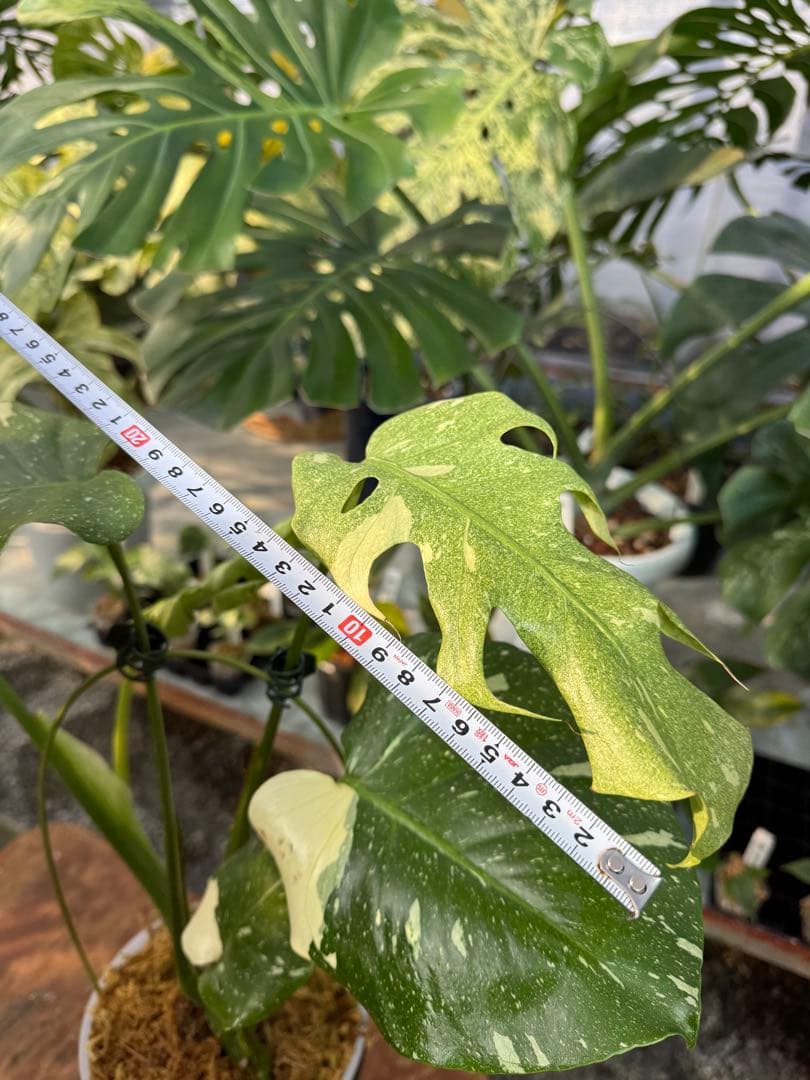 お*と様 T9モンステラ　タイコンステレーション　スターライト