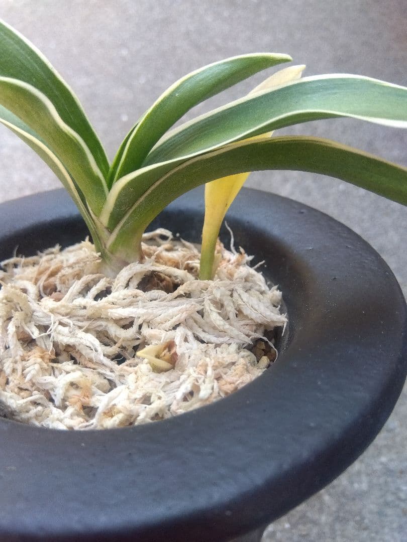 万年青　おもと　お多福　覆輪斑　4号陶器鉢つき　極上斑の子株つき❗　う