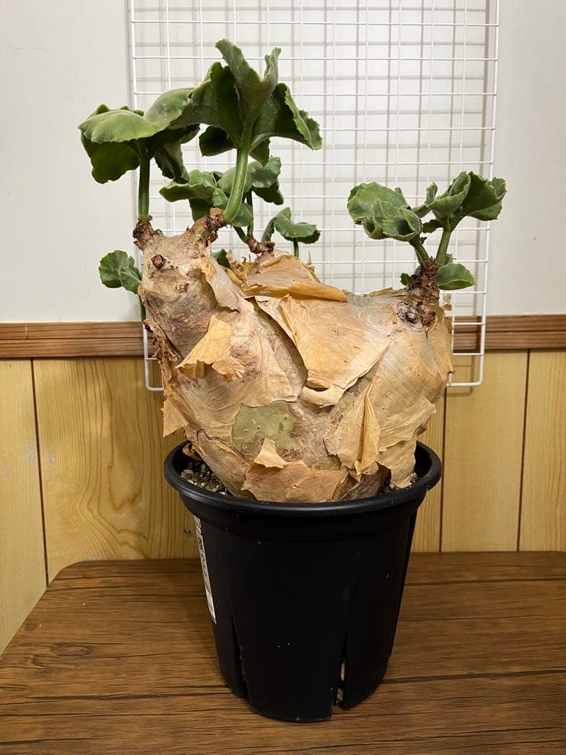 キフォステンマ　マクロプス　発根済み