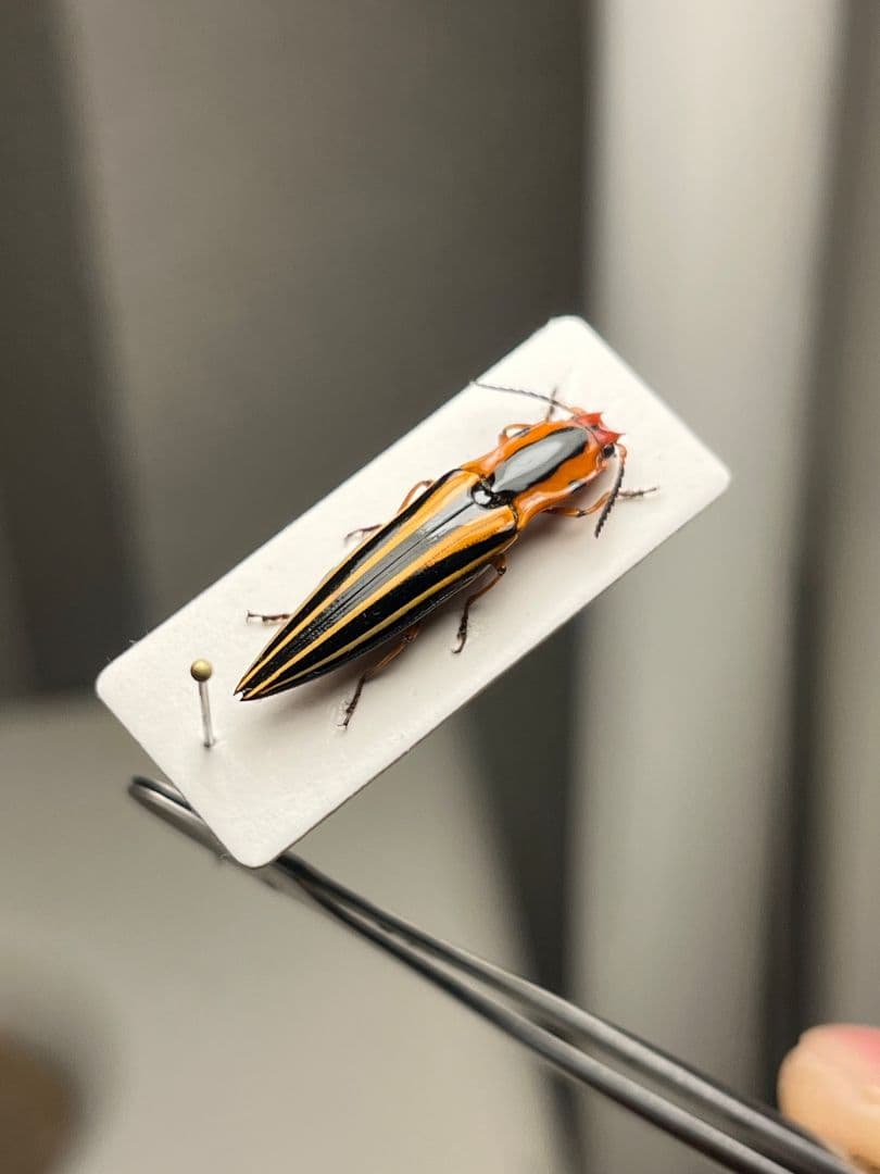 【24mm】フェラーリコメツキムシ に酷似 アングラトゥスミカドコメツキムシ標本