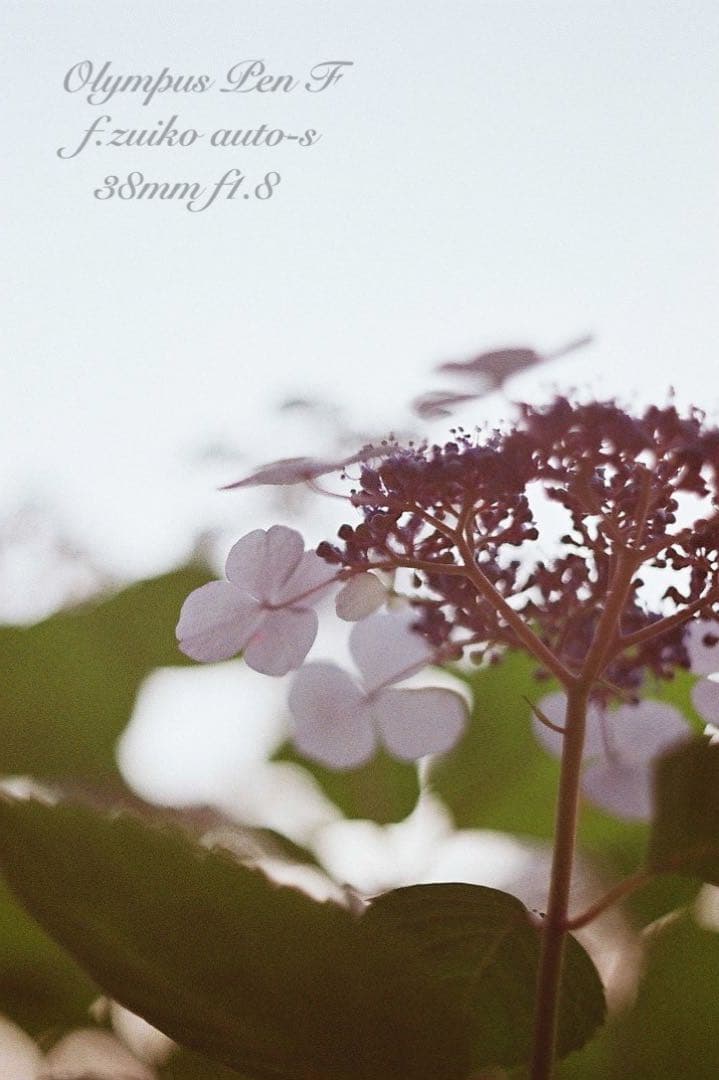 カエさま専用★olympus pen f★完動品・美品・保証付★ハーフの最高峰！