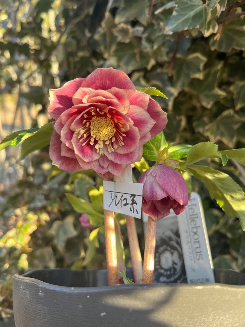 クリスマスローズ　広瀬園芸　ソレイユ系