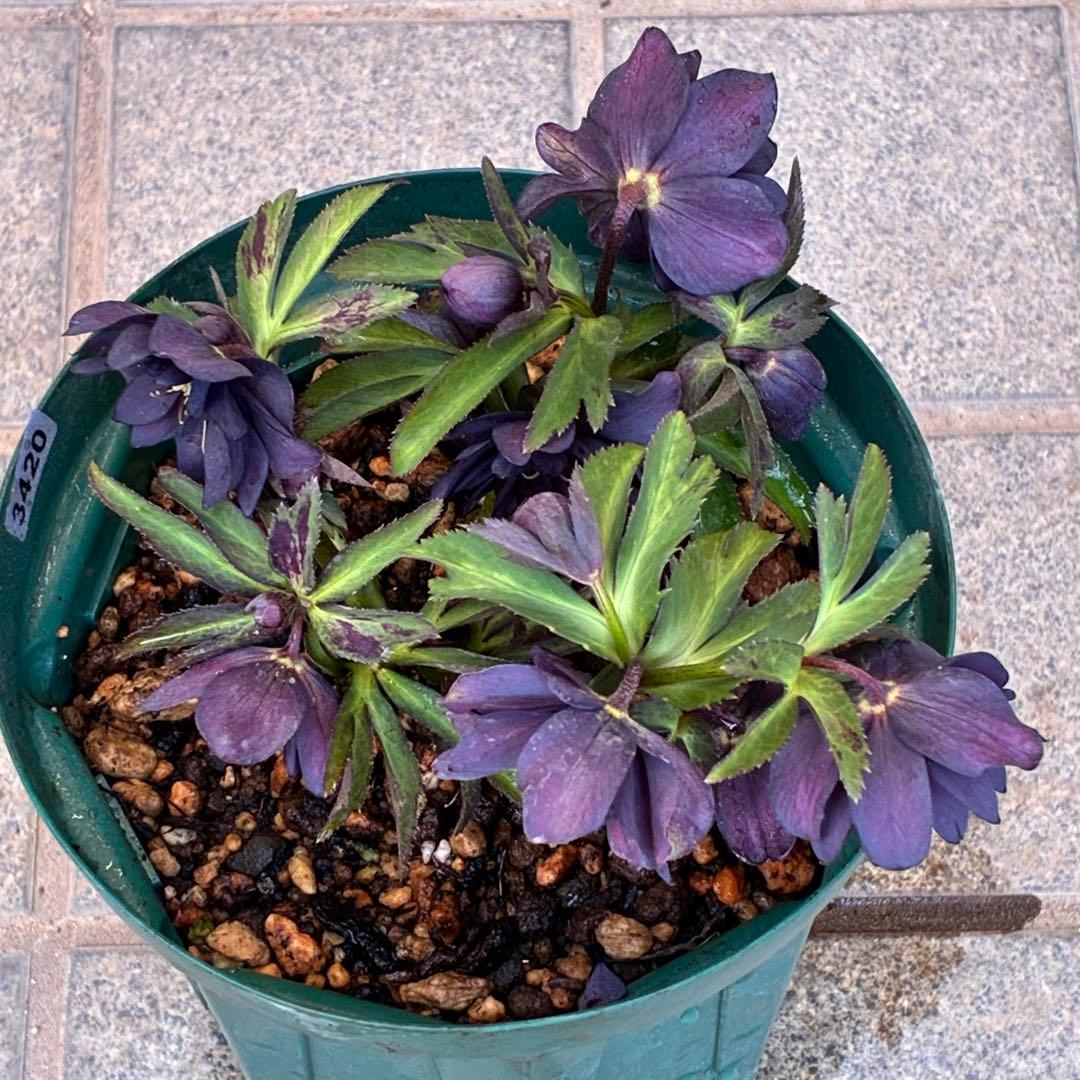 ま*い様 3420☘️花付☘️チビチビ⭐️小輪⭐️超コンパクト⭐️多弁⭐️原種交