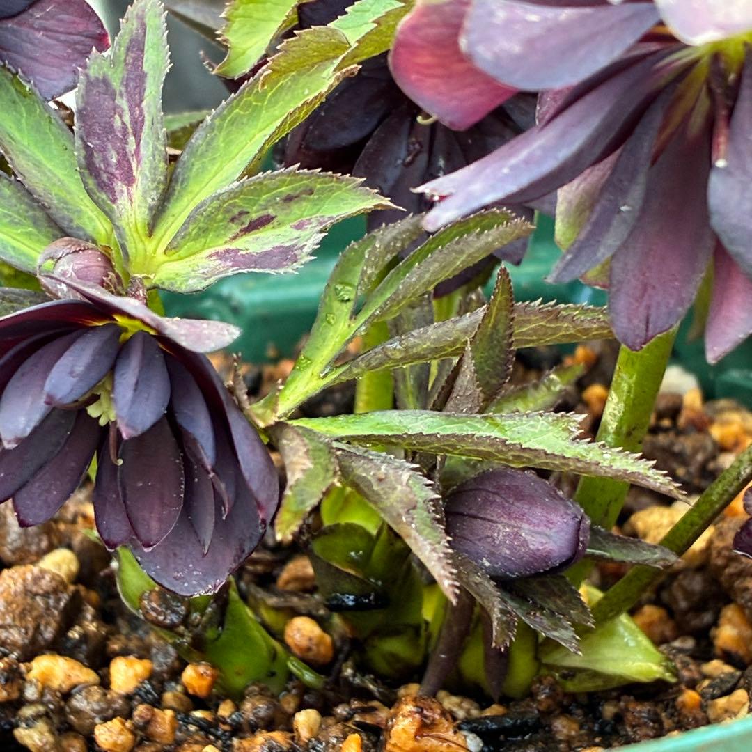 ま*い様 3420☘️花付☘️チビチビ⭐️小輪⭐️超コンパクト⭐️多弁⭐️原種交