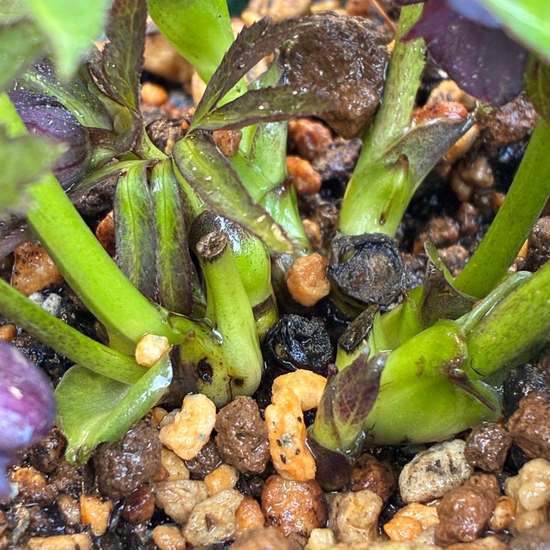 ま*い様 3420☘️花付☘️チビチビ⭐️小輪⭐️超コンパクト⭐️多弁⭐️原種交